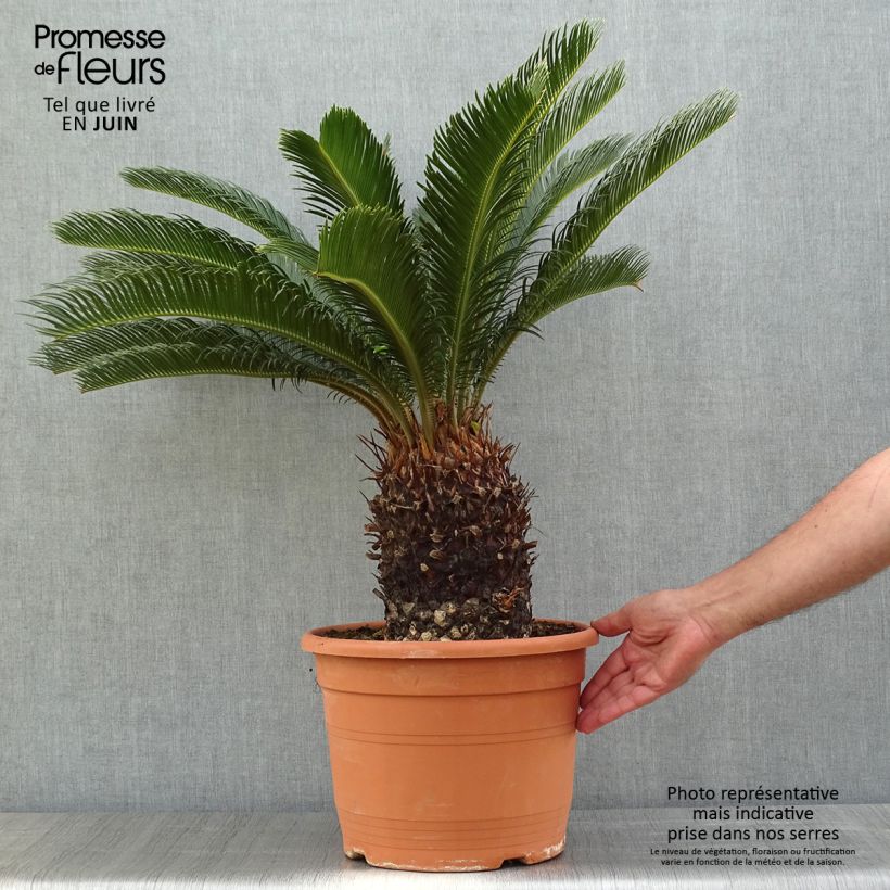Example of Cycas revoluta - Cycas del Giappone Vaso da 7,5L/10L as you get in printemps