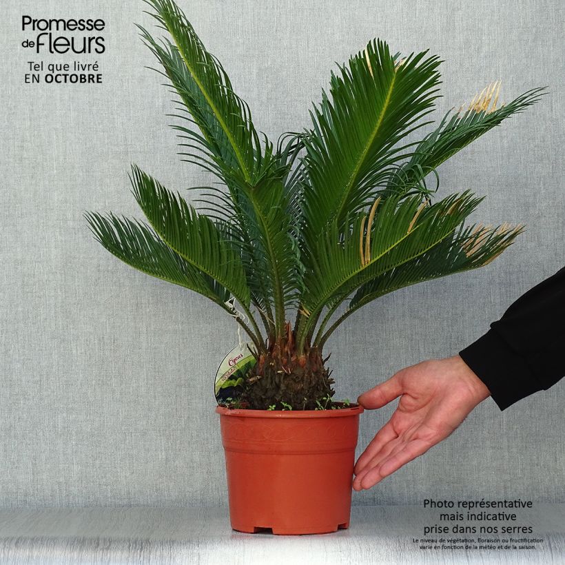 Esemplare di Cycas revoluta - Cycas del Giappone Vaso da 2L/3L come consegnato in autunno