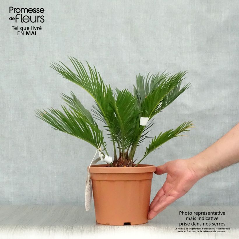 Example of Cycas revoluta - Cycas del Giappone Vaso da 2L/3L as you get in printemps
