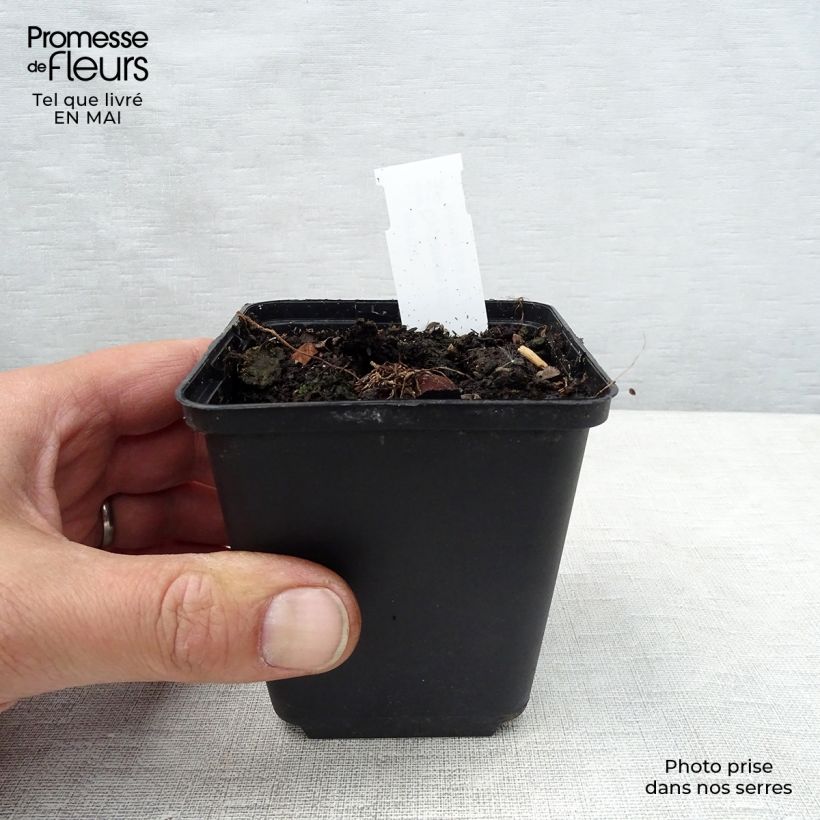 Ciclamino coum Album Vasetto da 8/9 cm esemplare consegnato in primavera