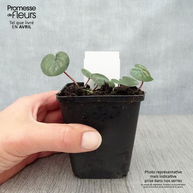 Example of Ciclamino coum rosea Vasetto da 8/9 cm as you get in printemps