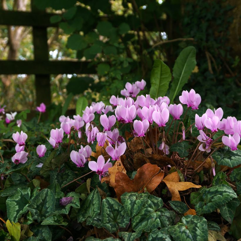 Cyclamen hederifolium (Plant habit)