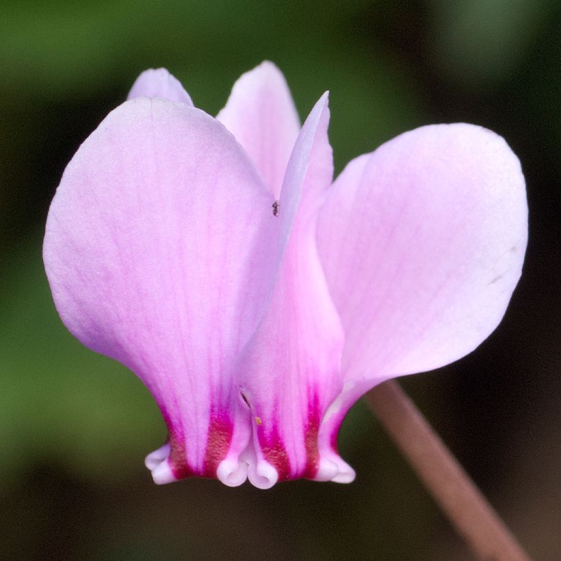 Cyclamen hederifolium (Flowering)