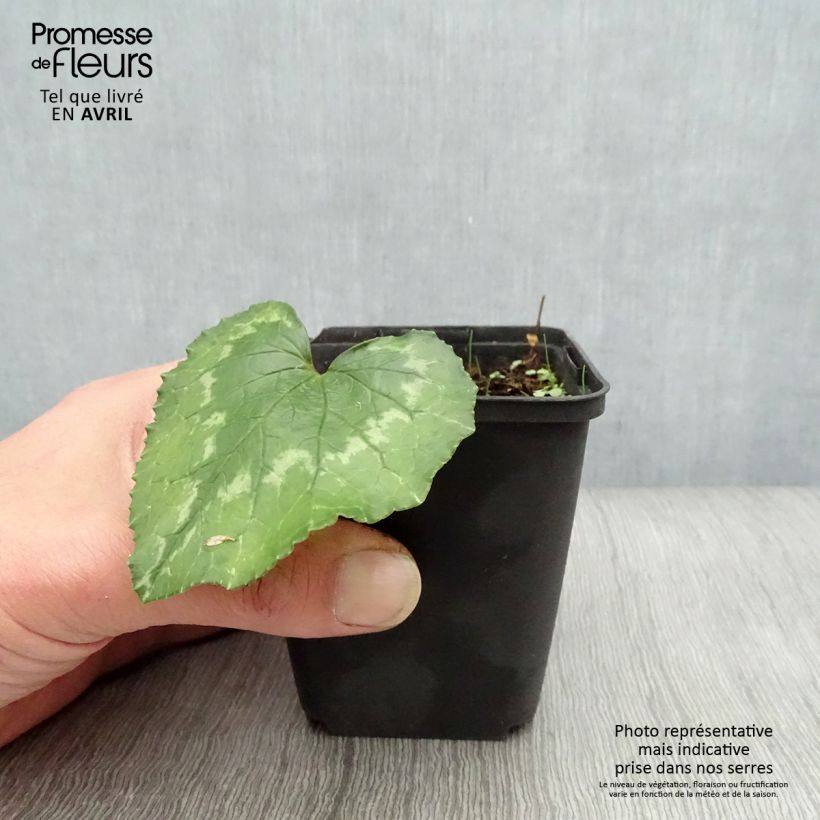 Example of Ciclamino di Napoli rosa vaso as you get in printemps