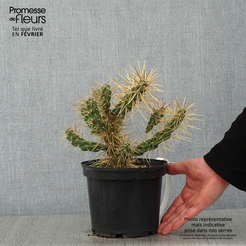 Example of Cylindropuntia tunicata Vaso da 4L/5L as you get in hiver
