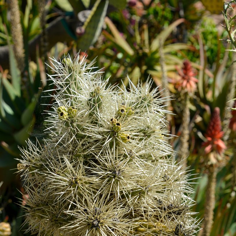 Cylindropuntia tunicata (Foliage)
