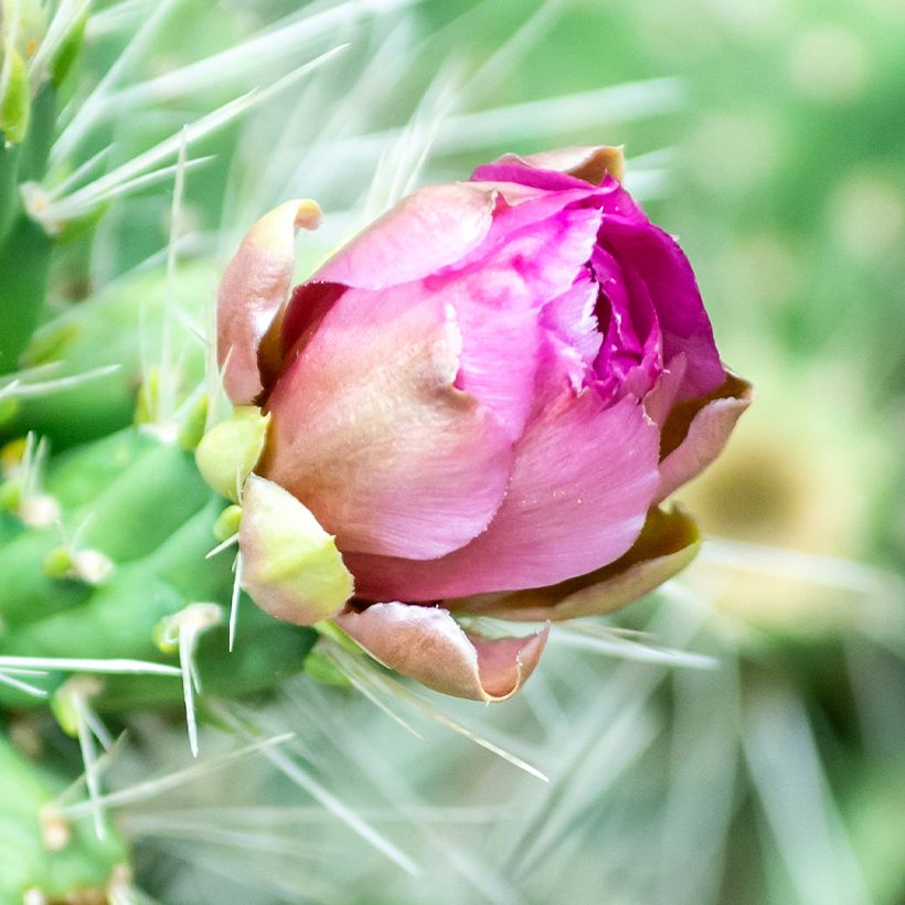 Cylindropuntia tunicata (Flowering)