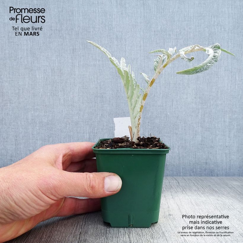 Example of Cynara cardunculus var. altilis - Cardo Vasetto da 8/9 cm as you get in printemps