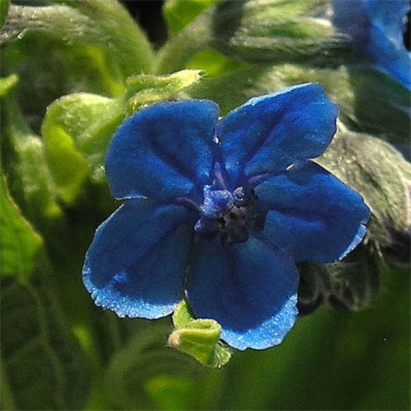 Cynoglossum nervosum - Cinoglosso (Fioritura)