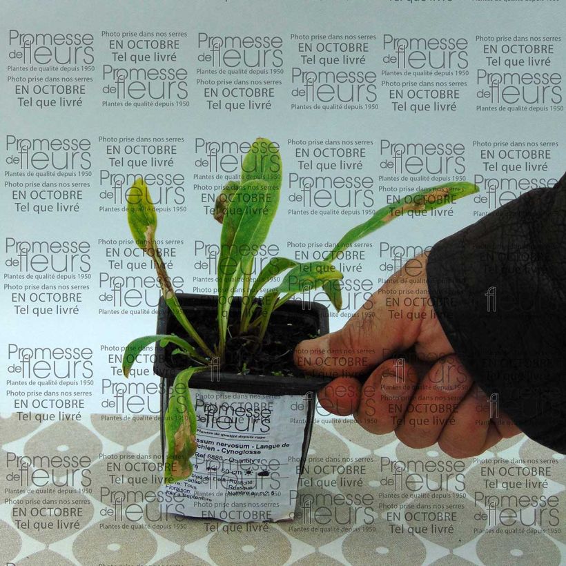 Esempio di esemplare Cynoglossum nervosum - Cinoglosso Vasetto da 8/9 cm come consegnato