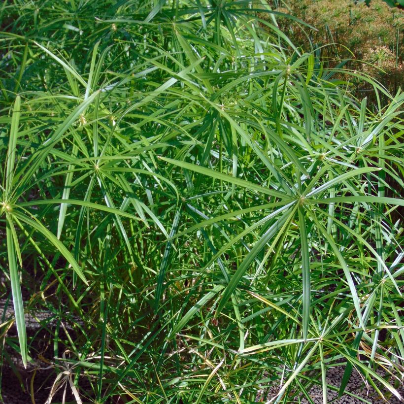 Cyperus alternifolius - Falso papiro (Foliage)