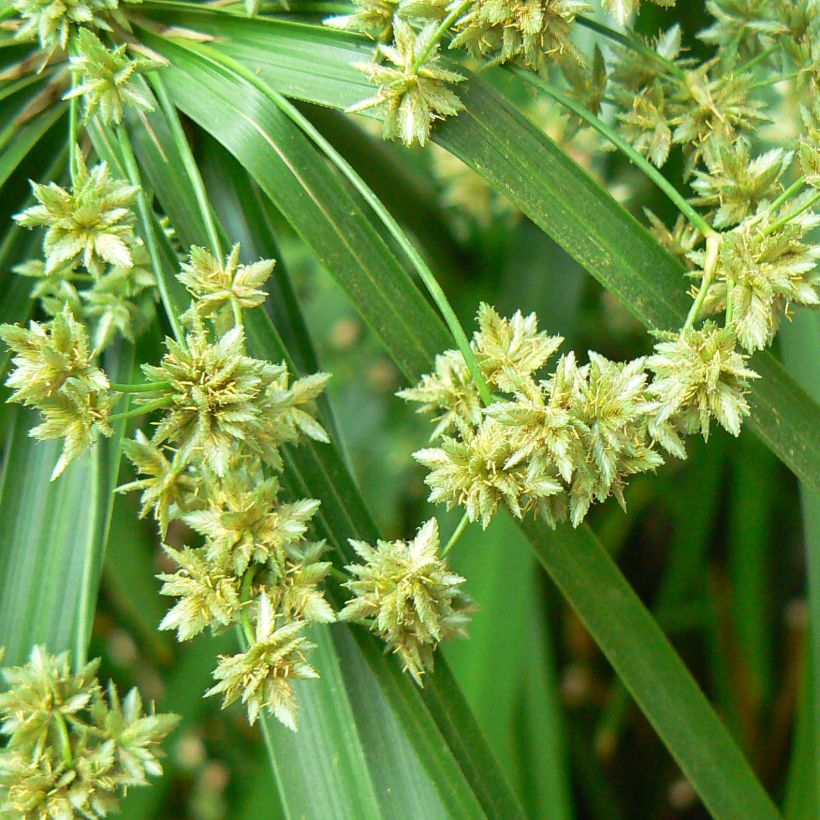 Cyperus alternifolius - Falso papiro (Flowering)