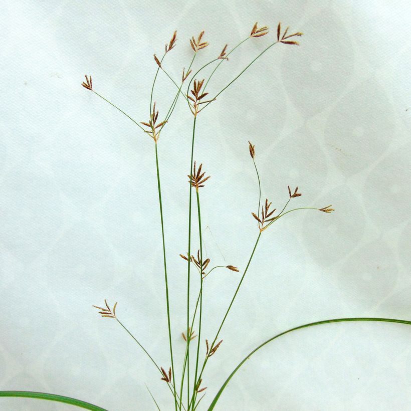 Cyperus longus - Zigolo comune (Flowering)