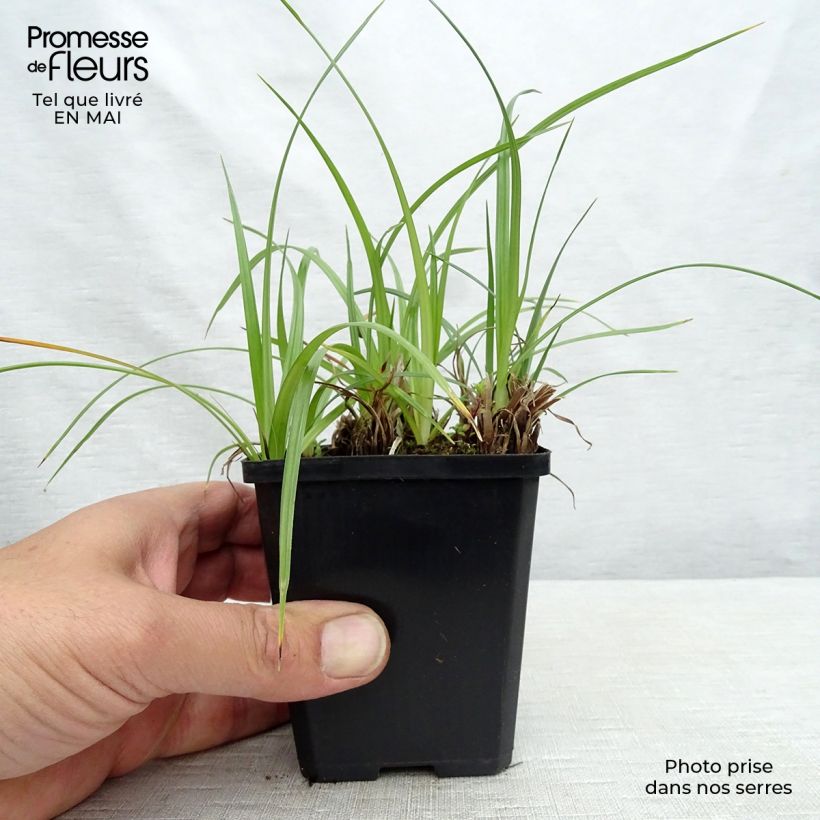 Example of Cyperus longus - Zigolo comune Vasetto da 8/9 cm as you get in printemps
