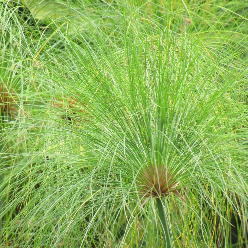 Cyperus papyrus - Papiro (Foliage)