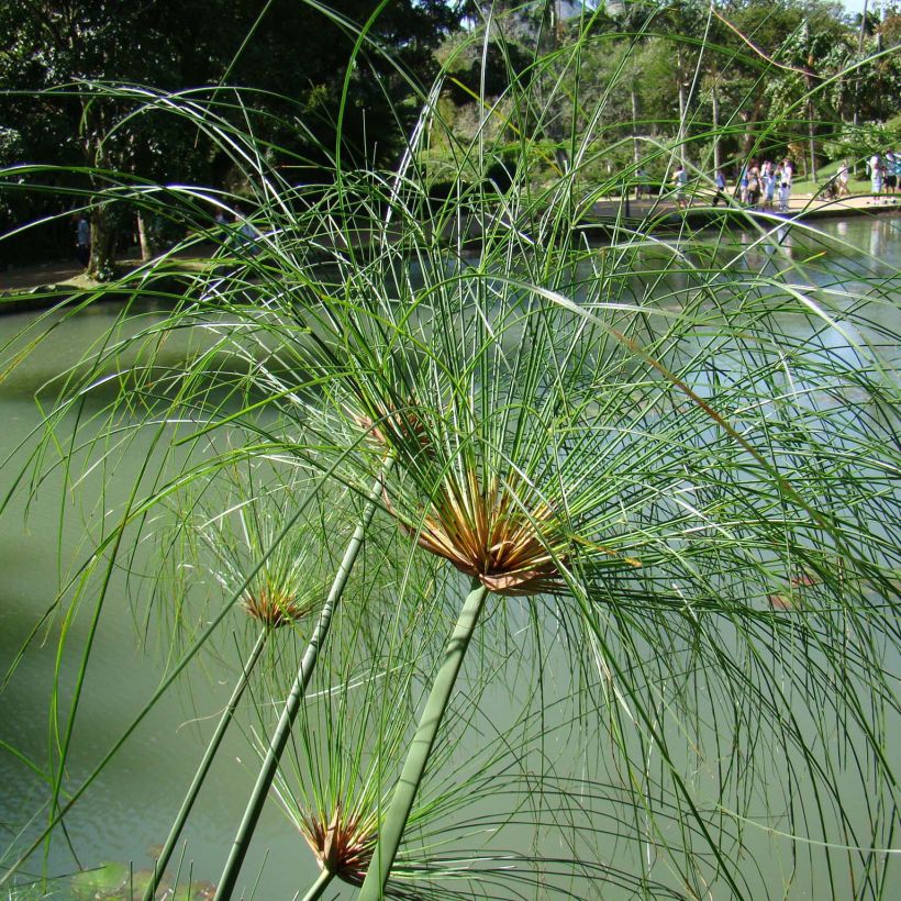 Cyperus papyrus - Papiro (Plant habit)