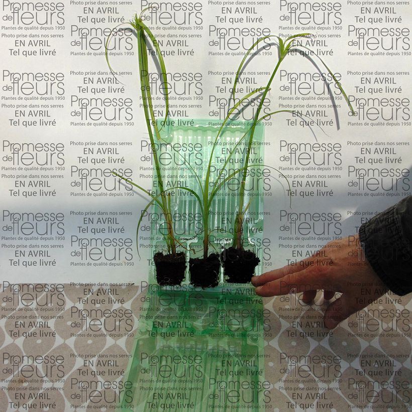 Example of Cyperus papyrus Akhenaton mini zolla... as you get