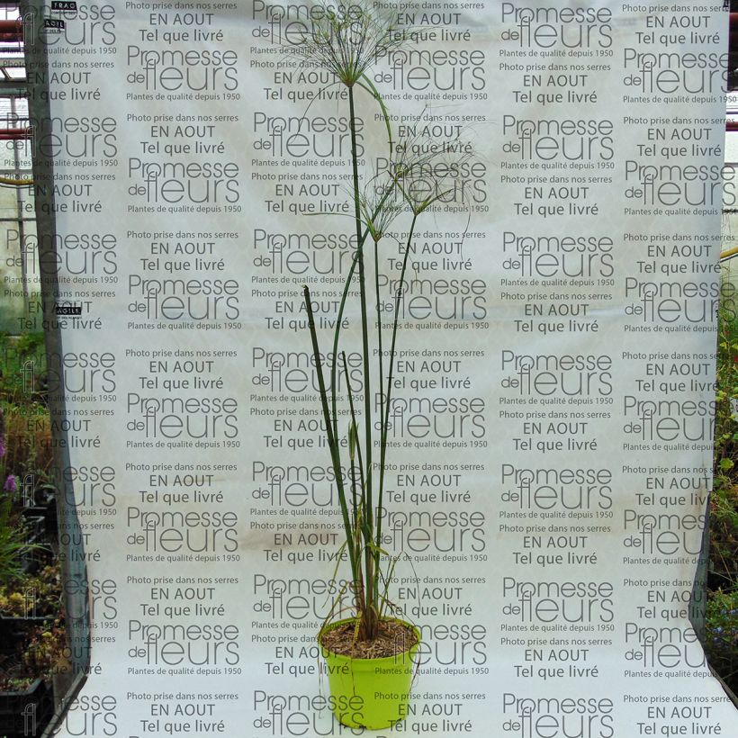 Example of Cyperus papyrus Akhenaton - Papiro Vaso da 2L/3L as you get