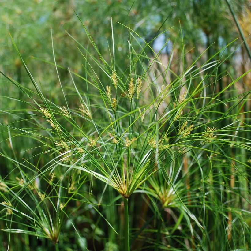 Cyperus papyrus Cleopatra - Papiro (Flowering)