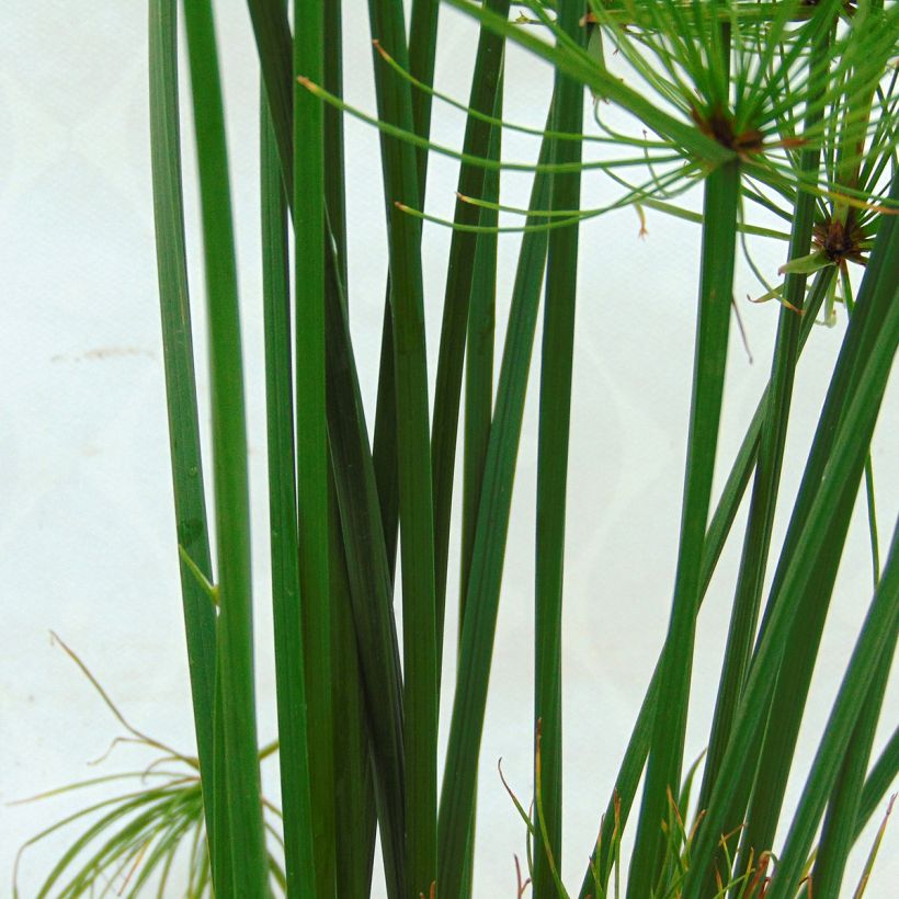 Cyperus papyrus Cleopatra - Papiro (Foliage)