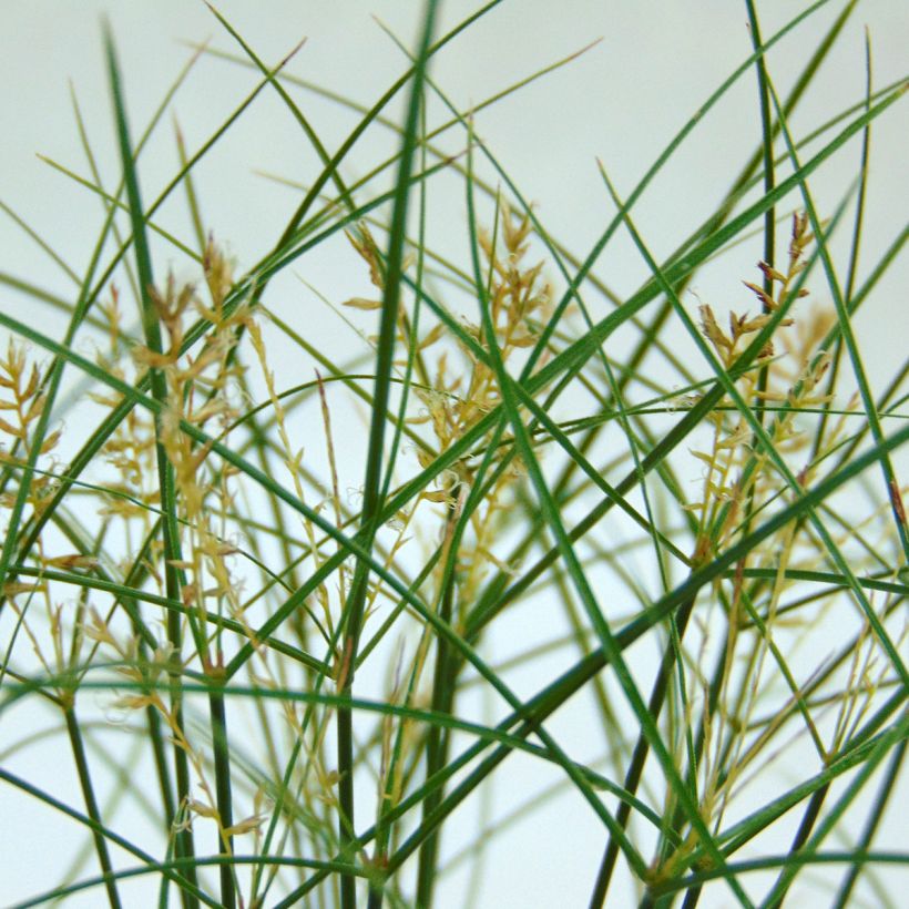 Cyperus papyrus - Papiro (Flowering)