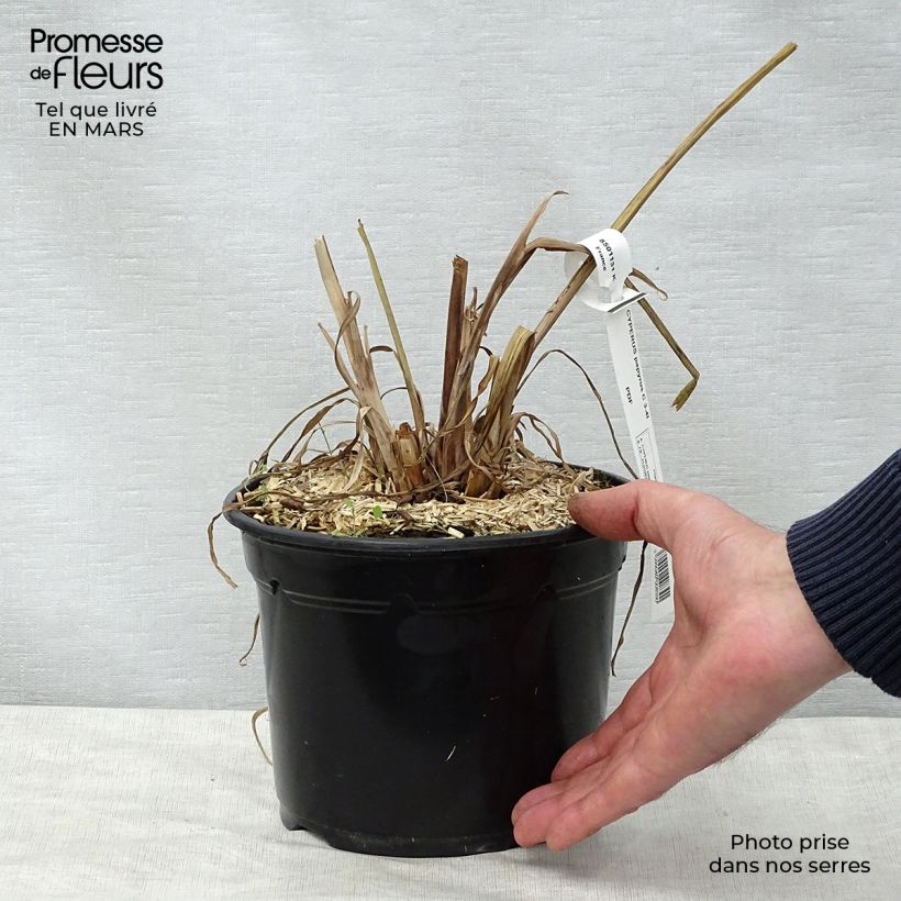 Example of Cyperus papyrus - Papiro Vaso da 2L/3L as you get in printemps