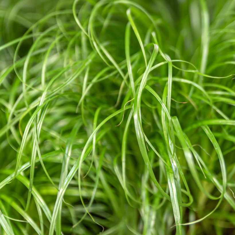 Cyperus alternifolius (semi) - Falso papiro (Fogliame)