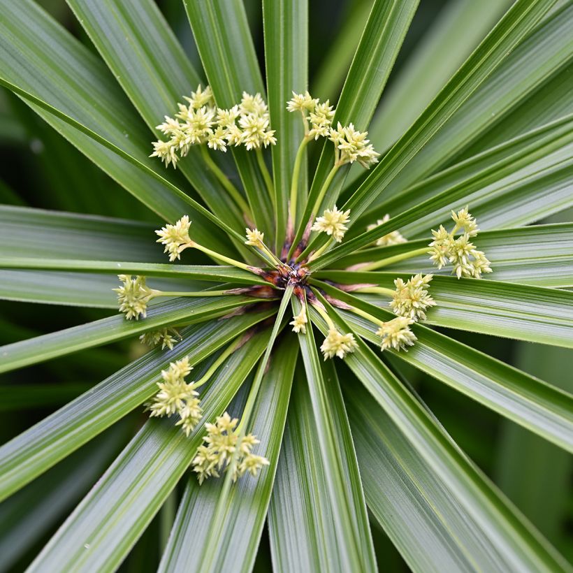 Cyperus alternifolius (semi) - Falso papiro (Fioritura)