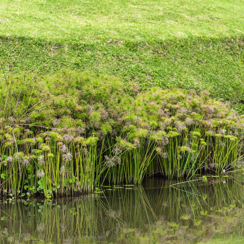 Cyperus alternifolius (semi) - Falso papiro (Porto)