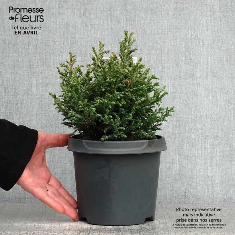 Chamaecyparis pisifera Baby Blue Vaso da 3L/4L esemplare consegnato in primavera