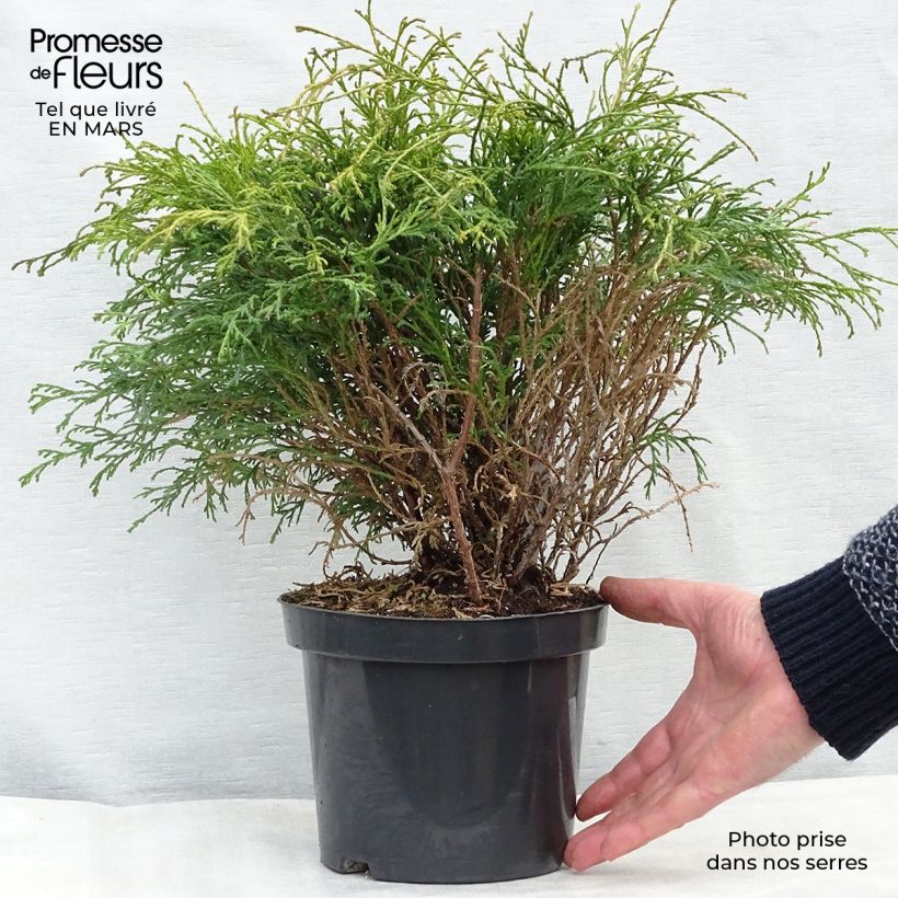 Example of Chamaecyparis pisifera Filifera Vaso da 2L/3L as you get in printemps