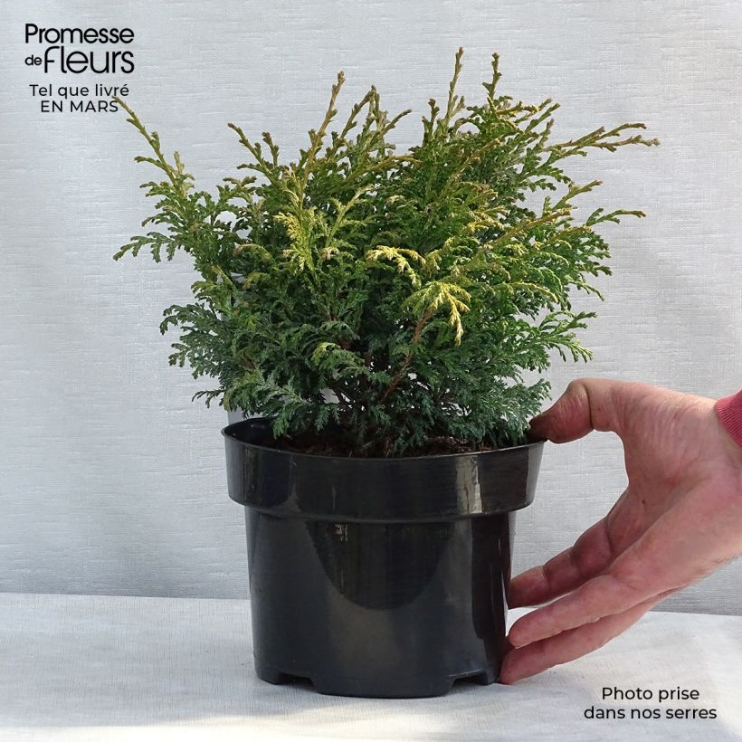 Chamaecyparis pisifera Golden Pincushion Vaso da 2L/3L esemplare consegnato in primavera