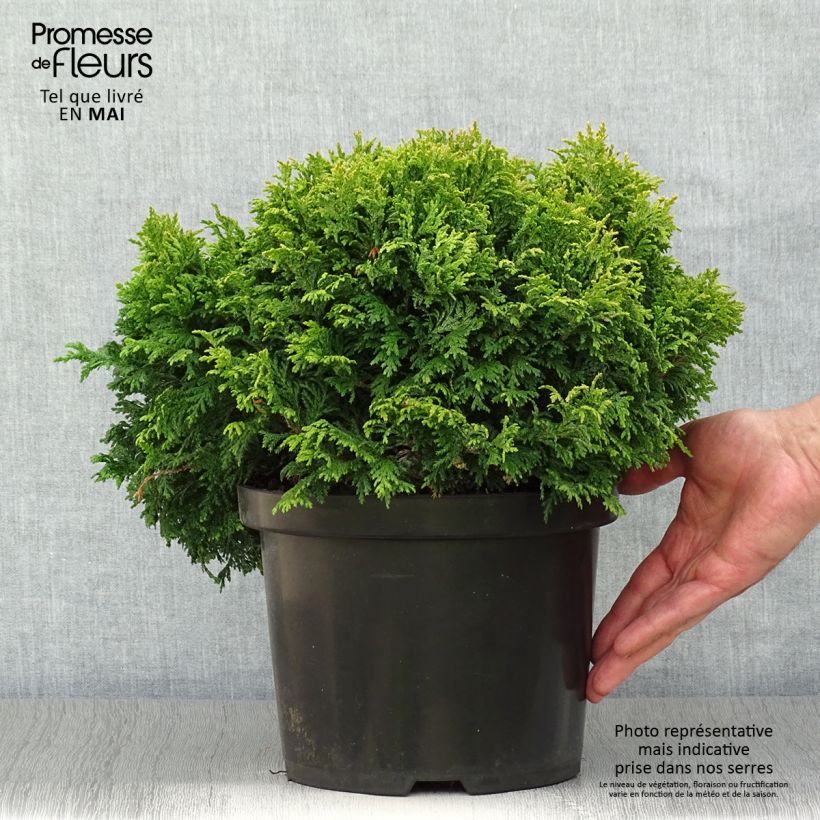 Chamaecyparis pisifera Golden Pincushion Vaso da 4L/5L esemplare consegnato in primavera