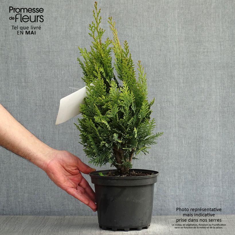 Example of Chamaecyparis lawsoniana Alumigold - Cipresso bianco Vaso da 2L/3L as you get in printemps