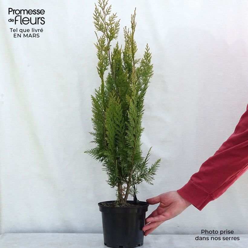 Example of Chamaecyparis lawsoniana Alumigold - Cipresso bianco Vaso da 7,5L/10L as you get in printemps