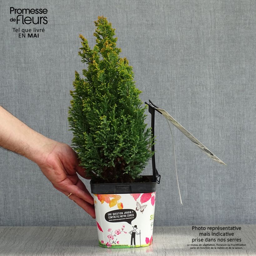 Chamaecyparis lawsoniana Elwood's Gold - Cipresso bianco Vaso da 2L/3L esemplare consegnato in primavera