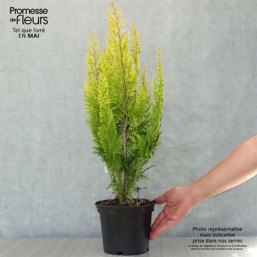 Chamaecyparis lawsoniana Ivonne - Cipresso bianco Vaso da 2L/3L esemplare consegnato in primavera