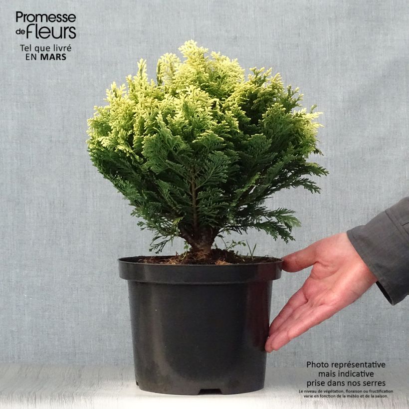 Chamaecyparis lawsoniana Pygmaea Argentea - Cipresso bianco Vaso da 4L/5L esemplare consegnato in primavera