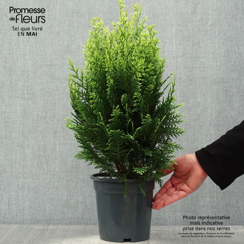 Chamaecyparis lawsoniana White Spot - Cipresso bianco Vaso da 2L/3L esemplare consegnato in primavera