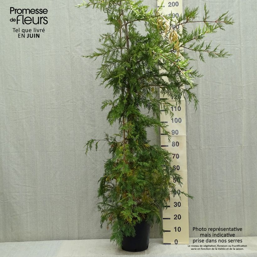 Cupressocyparis leylandii - Cipresso di Leyland Vaso da 6L/7L esemplare consegnato in primavera