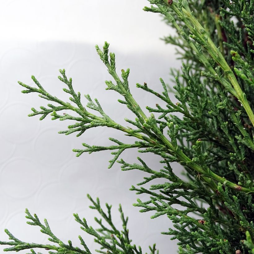 Cupressus sempervirens var. stricta Pyramidalis - Cipresso comune (Foliage)