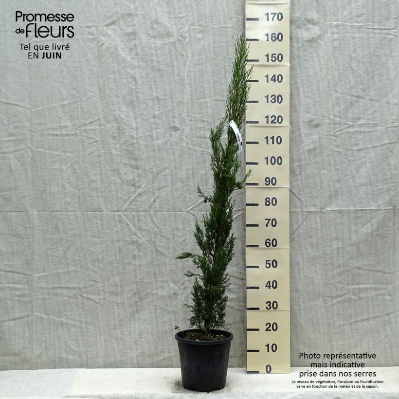 Example of Cupressus sempervirens var. stricta Pyramidalis - Cipresso comune Vaso da 4L/5L as you get in printemps