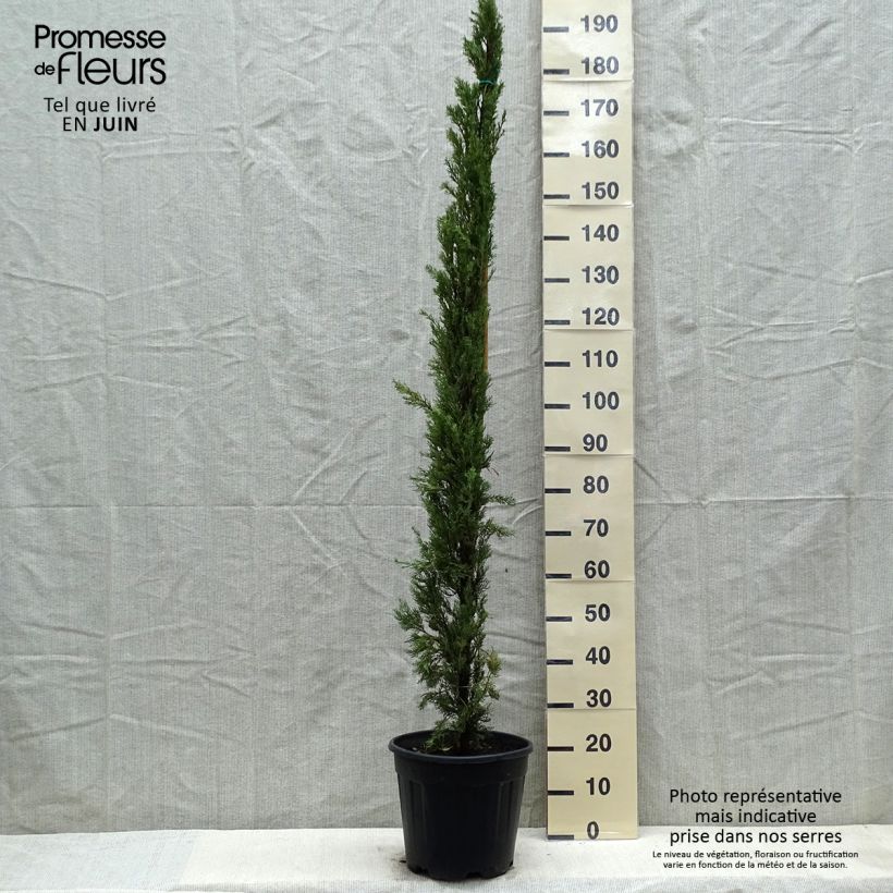 Example of Cupressus sempervirens var. stricta Pyramidalis - Cipresso comune Vaso da 7,5L/10L as you get in printemps