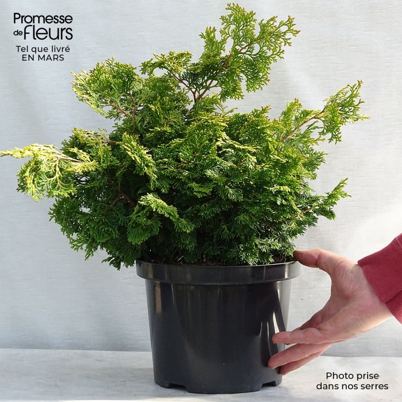 Chamaecyparis obtusa Rashahiba - Faux cyprès hinoki du Japon  Pot de 4L/5L esemplare consegnato in inverno