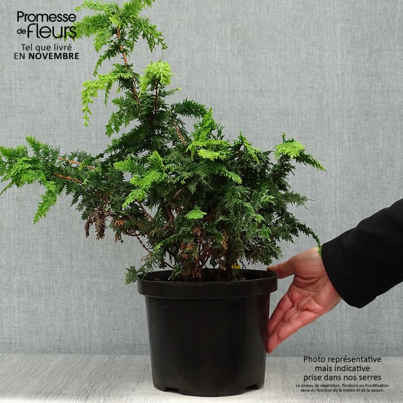Esemplare di Chamaecyparis obtusa Fernspray Gold - Cipresso di Hinoki Vaso da 4L/5L come consegnato in autunno