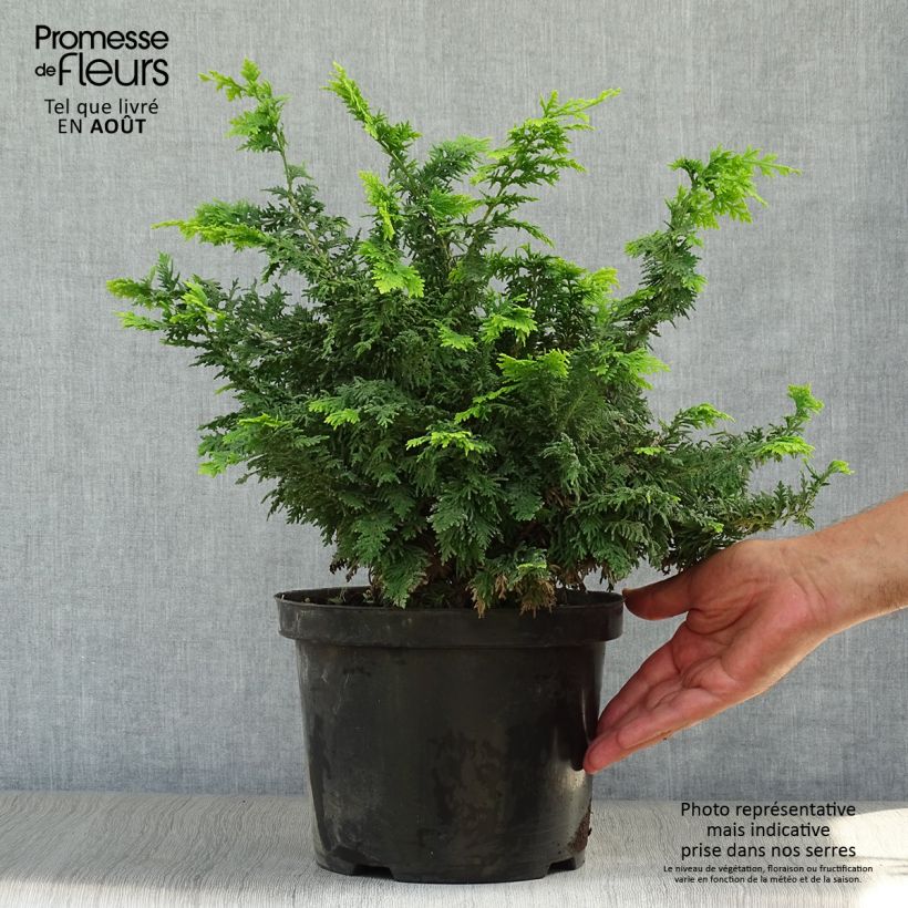 Esemplare di Chamaecyparis obtusa Fernspray Gold - Cipresso di Hinoki Vaso da 4L/5L consegnato in estate