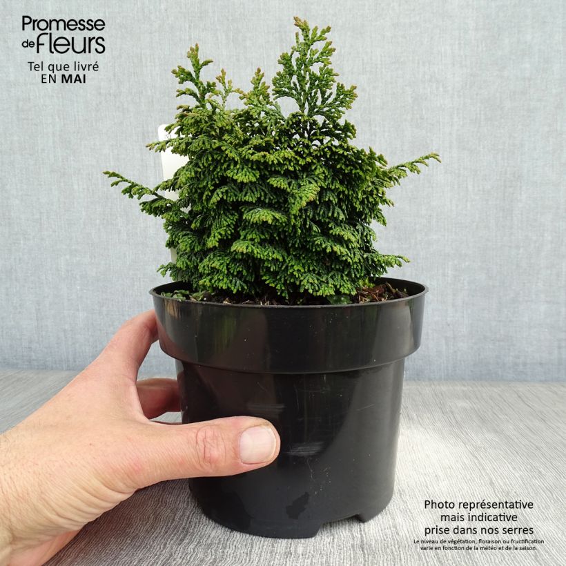 Chamaecyparis obtusa Maureen - Cipresso di Hinoki Vaso da 2L/3L esemplare consegnato in primavera