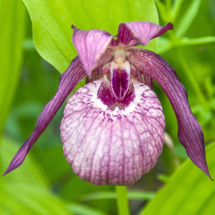 Cypripedium Pinkepank (Fioritura)