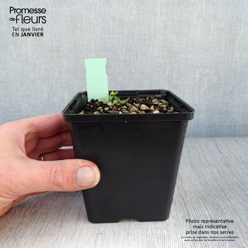 Example of Cypripedium calceolus - Pianelle della Madonna Vaso da 1L/1,5L as you get in hiver