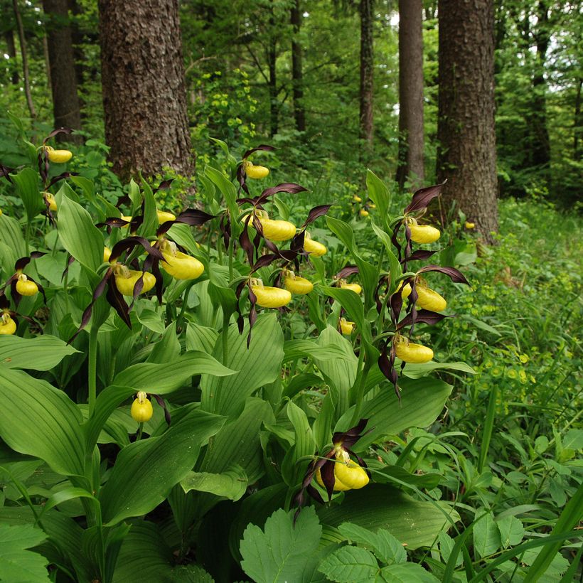 Cypripedium calceolus - Pianelle della Madonna (Plant habit)